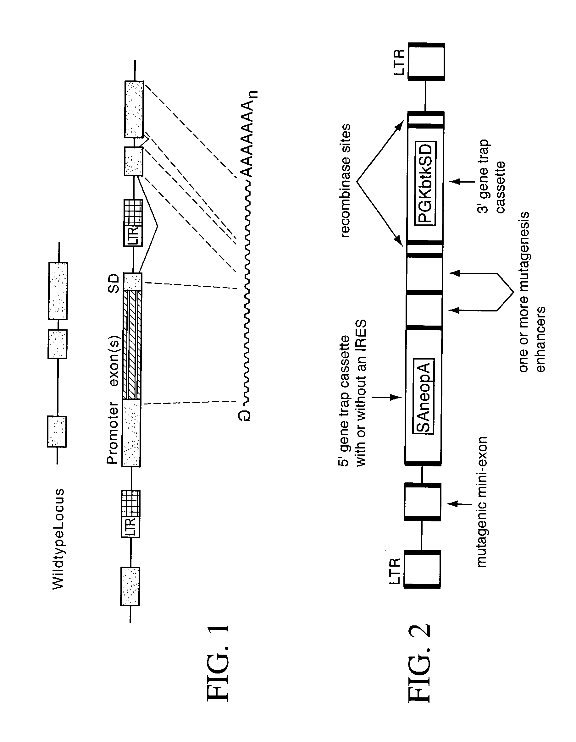 Vectors for gene mutagenesis and gene discovery