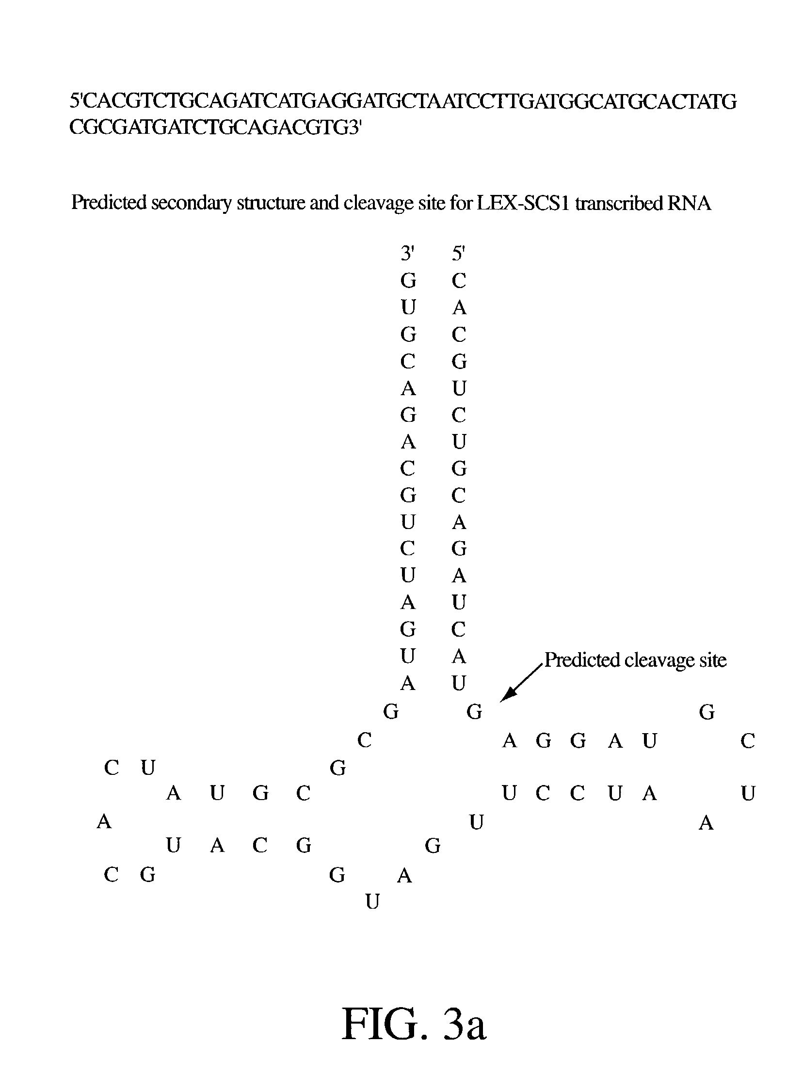 Vectors for gene mutagenesis and gene discovery