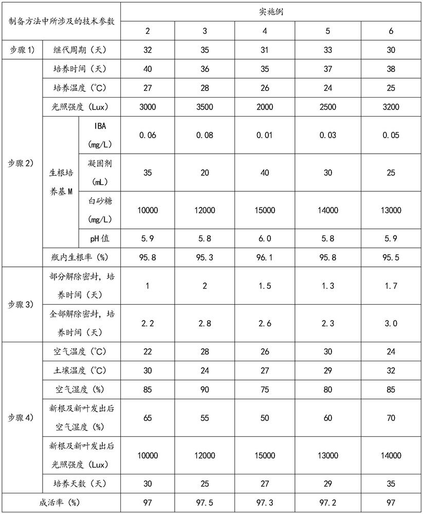 A kind of rooting culture and seedling raising method of Thorn elm tissue culture seedling