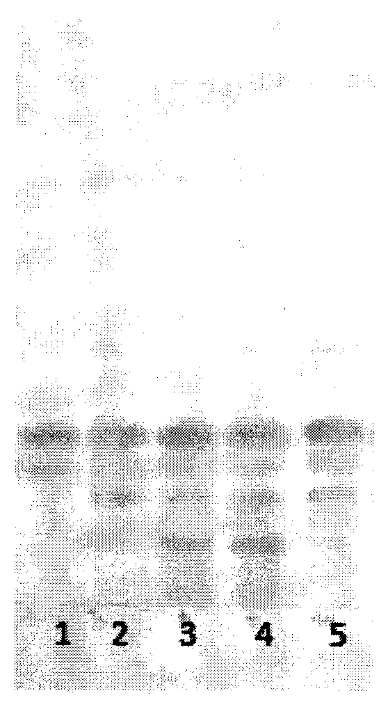 Thin-layer chromatography identification method of radix asparagi decoction piece in ophiopogon and asparagus decoction composition