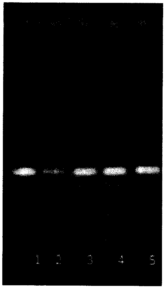 Thin-layer chromatography identification method of radix asparagi decoction piece in ophiopogon and asparagus decoction composition