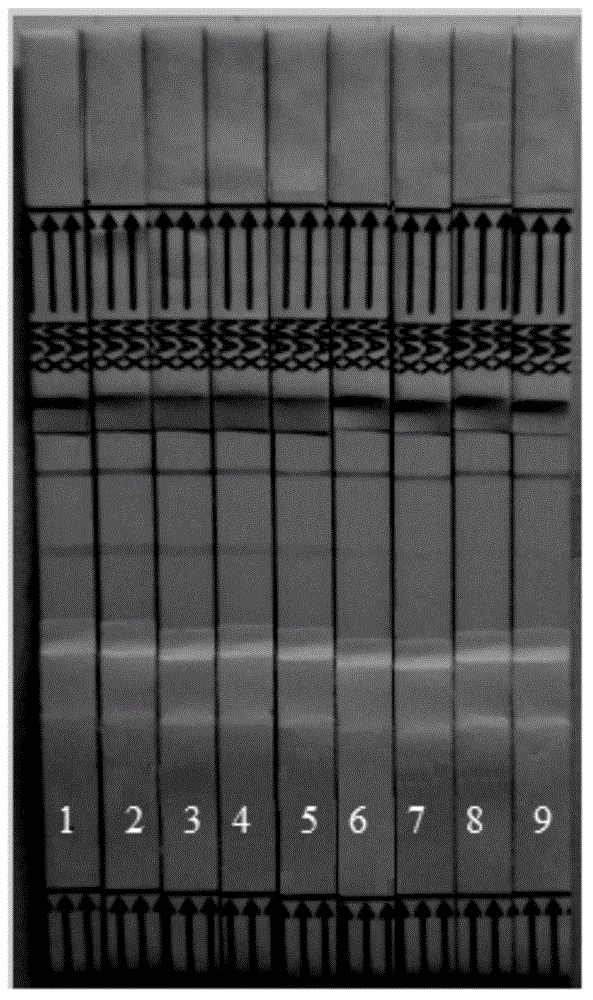 Aptamer nucleic acid probe kit for detecting doxycycline residue as well as preparation method and application thereof