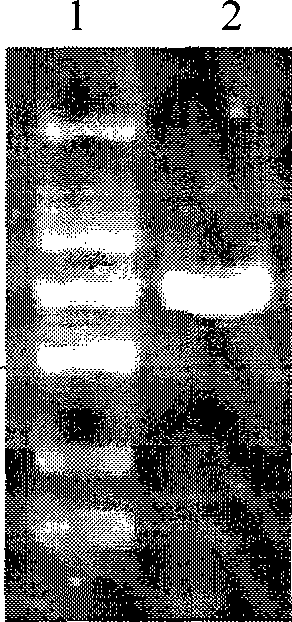 Method for preparing enterotoxin C2 protein