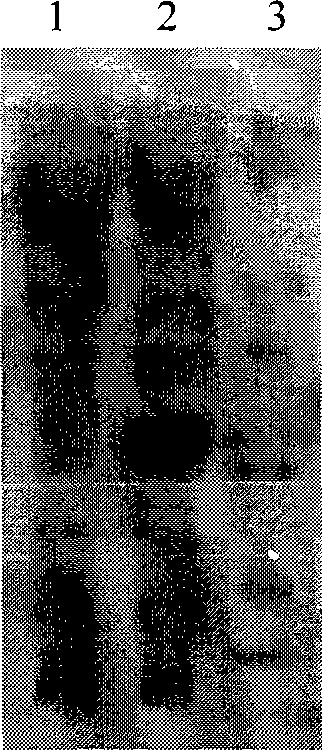 Method for preparing enterotoxin C2 protein