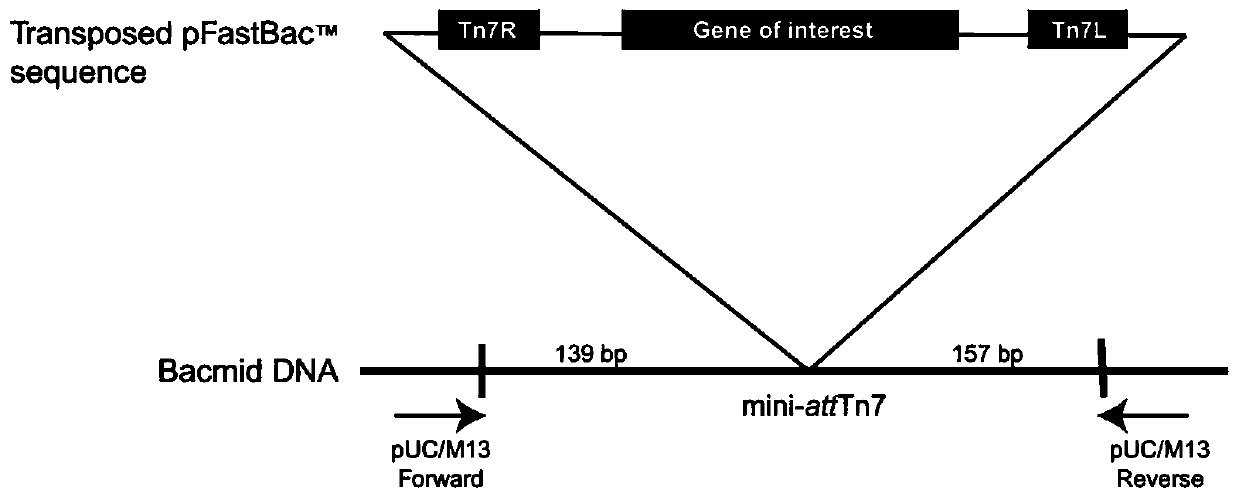 Recombinant porcine circovirus type 2 Cap protein with tandem dominant epitope, and application thereof