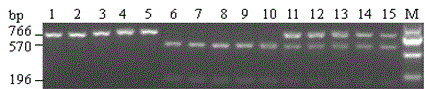 Primers for detecting anti-sulfonylurea herbicide gene BnALS3R of cabbage type rape and application of primer