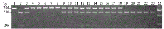 Primers for detecting anti-sulfonylurea herbicide gene BnALS3R of cabbage type rape and application of primer