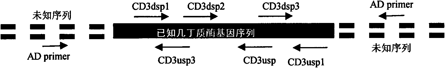 Chitinase capable of degrading spore walls of myxosporean and encoding genes thereof