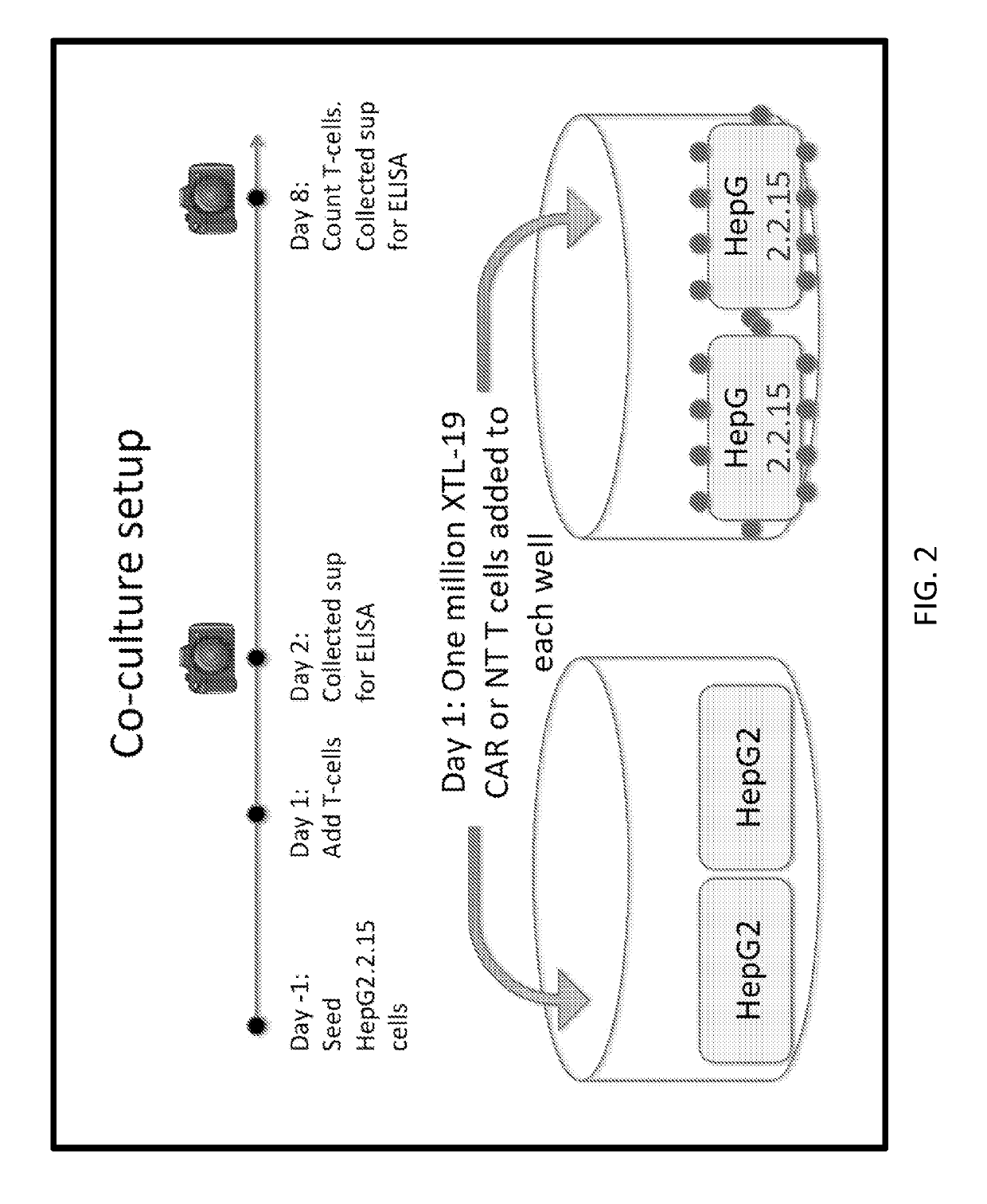 Chimeric antigen receptor therapy with reduced cytotoxicity for viral disease