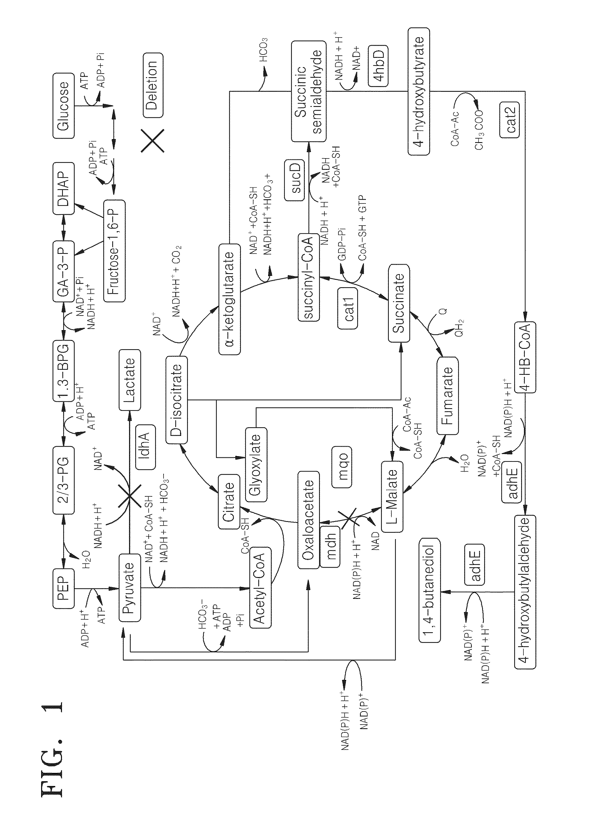 Mutant microorganism having improved 1,4-bdo productivity and method of preparing 1,4-bdo using the mutant microorganism