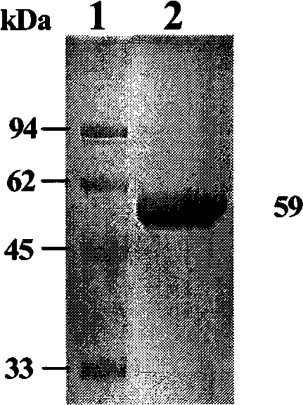 Xinjiang hemorrhagic fever virus immunochromatography fast detection test paper