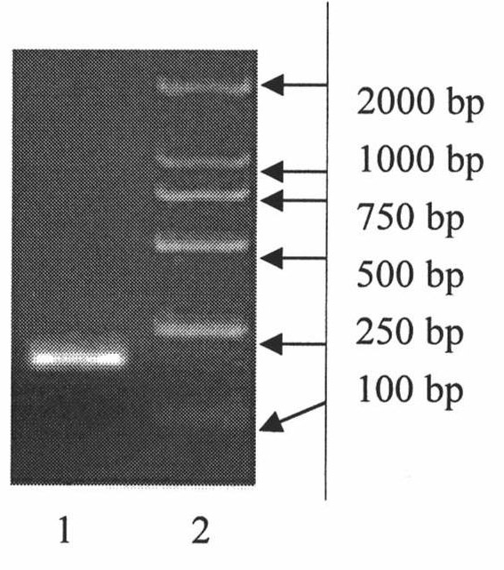 Conjugate, and preparation and use thereof