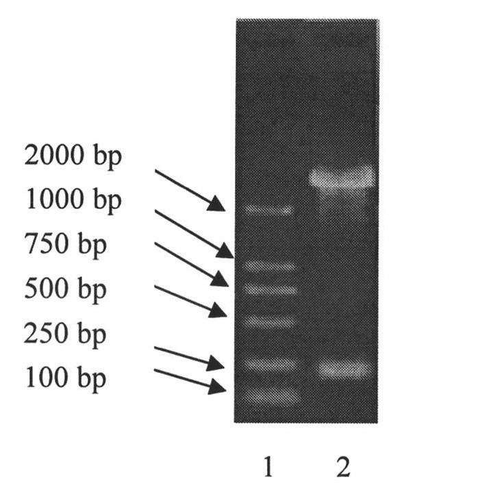 Conjugate, and preparation and use thereof