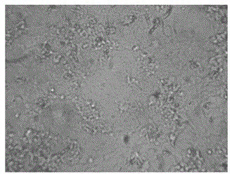 A method for preparing rainbow trout infectious hematopoietic necrosis inactivated vaccine