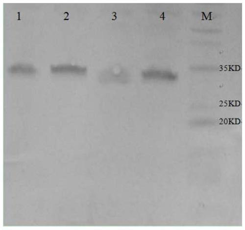 Porcine rotavirus vaccine, antigen for preparing vaccine and coding sequence of antigen