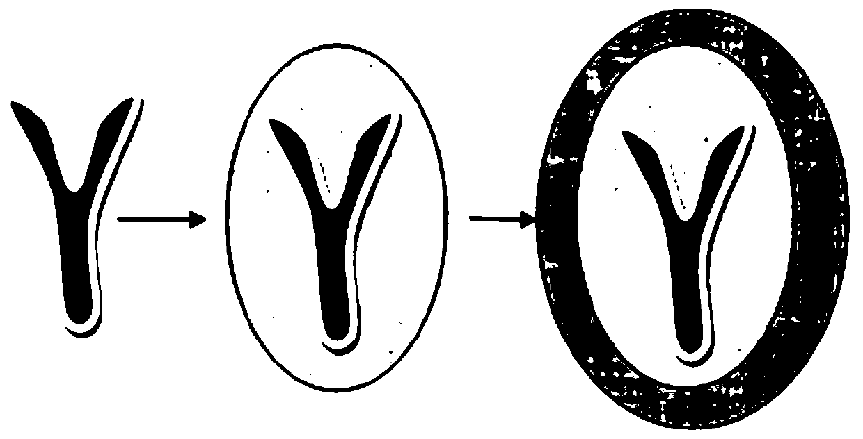 Synthetic method of artificial seeds of picea mongolica