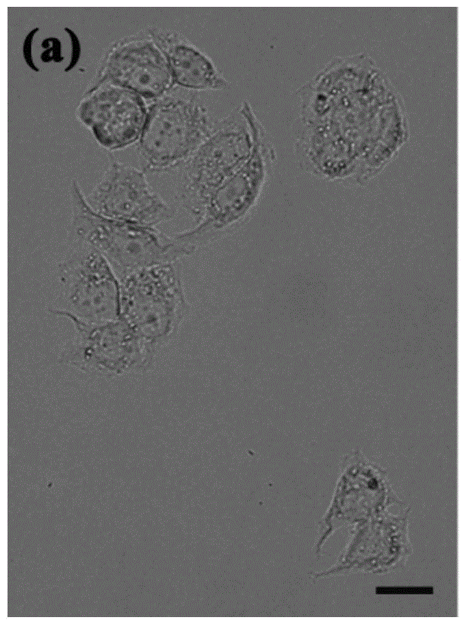 Hollow SiO2 wrapped hollow Au cage nanometer bell and preparing method and application thereof