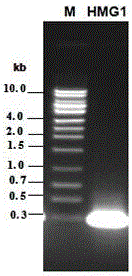 Nucleotide sequence for preventing sheep toxoplasmosis infection, vector, protein, vaccine, preparation method and application thereof