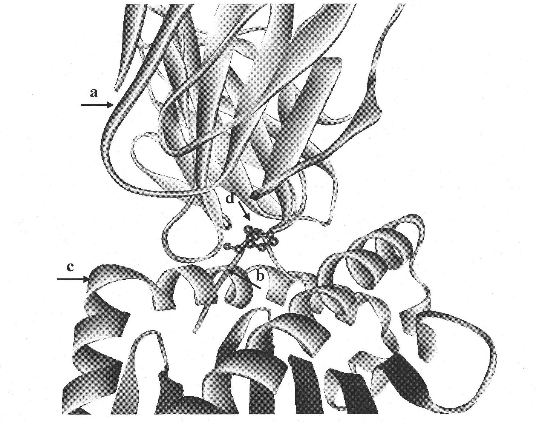 Insulin B chain HLA-A*0201 restrictive CTL epitope modified peptide ligand and acquisition method and application thereof