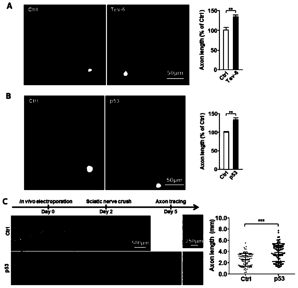 Application of p53 activating agent in preparation of drugs for treating nerve injuries