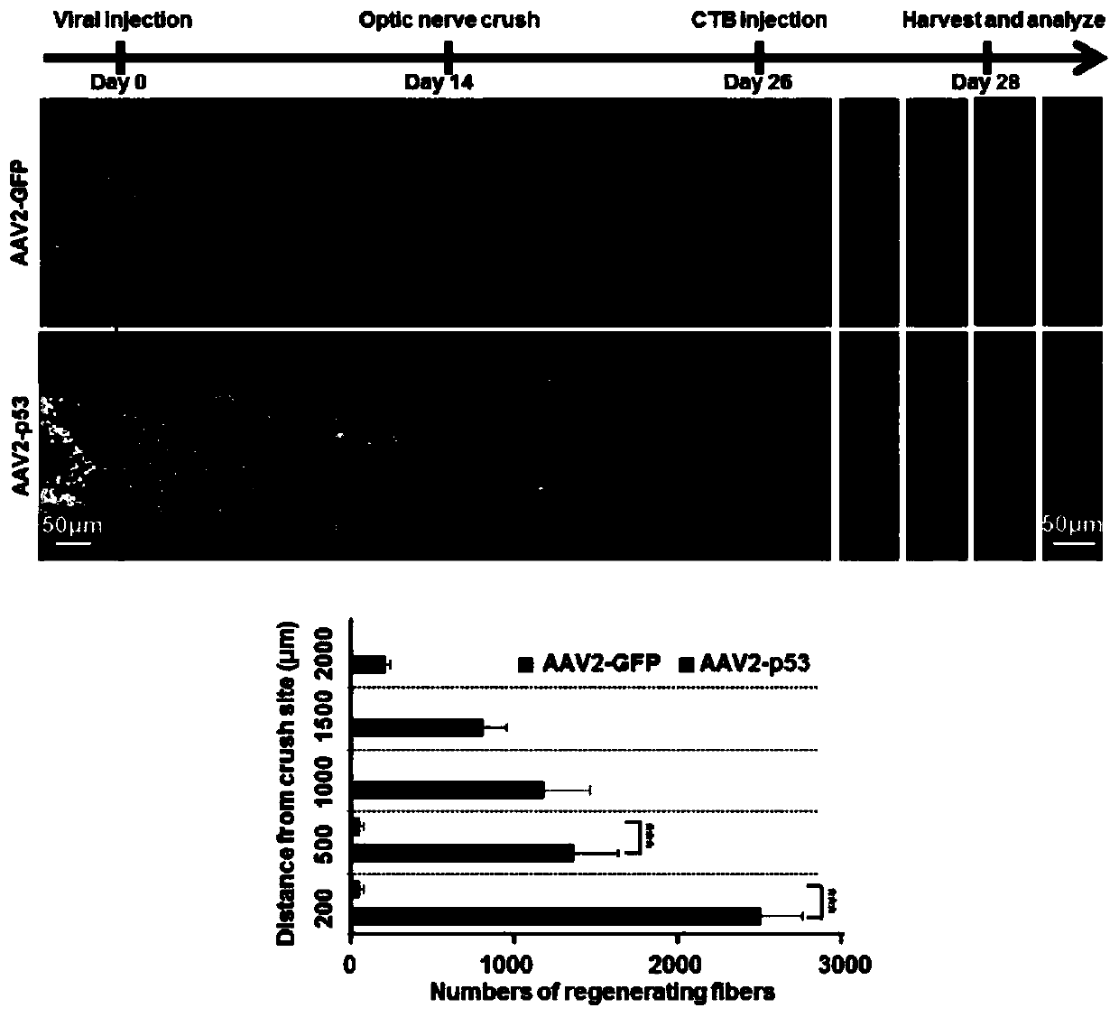 Application of p53 activating agent in preparation of drugs for treating nerve injuries