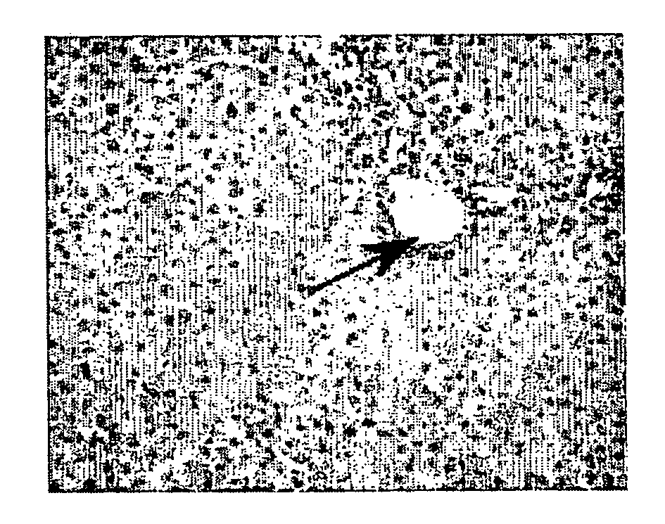 Frozen Viable Solid Organs and Method for Freezing Same