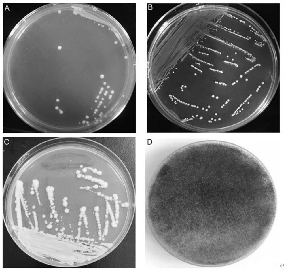 Method for reducing ethyl carbamate in fermented food by synthesizing leavening agent