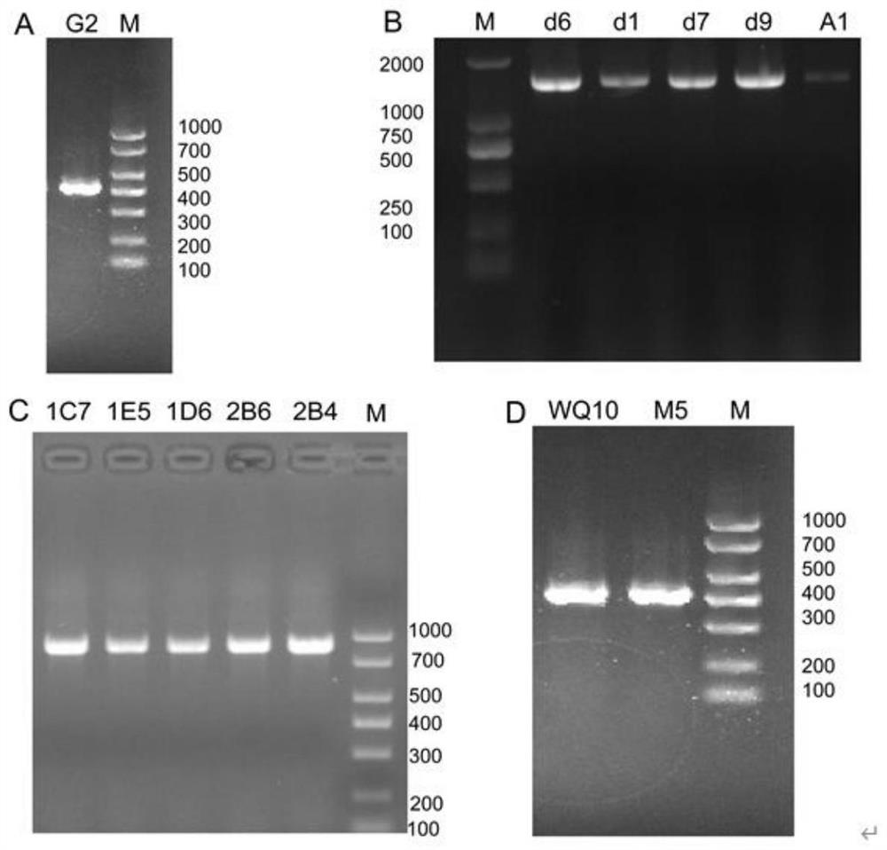 Method for reducing ethyl carbamate in fermented food by synthesizing leavening agent