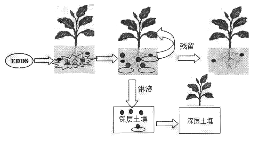 Residual and leaching risk evaluation technology of chelate-induced phytoremediation in heavy-metal contaminated soil