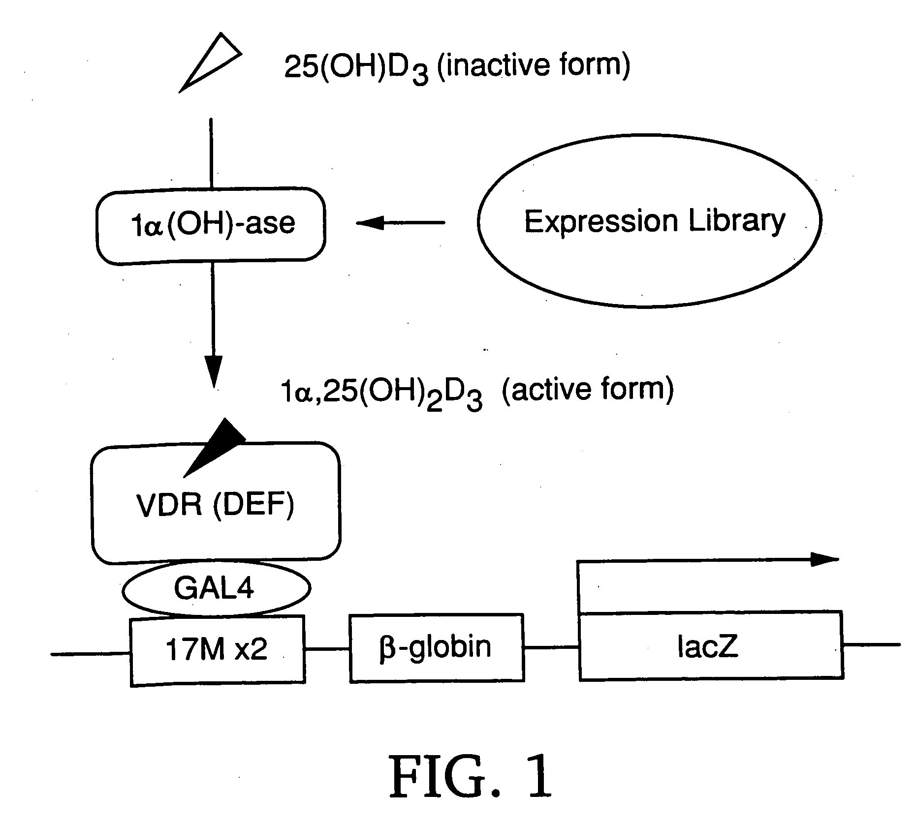 Gene screening method using nuclear receptor