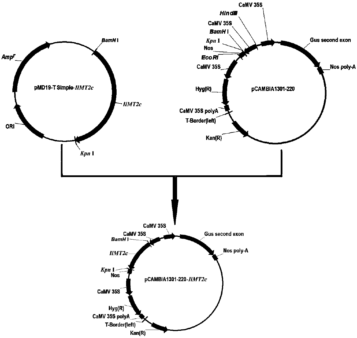 Iris lacteal metallothioneins gene I1MT2c, and plant expression vector and building method thereof