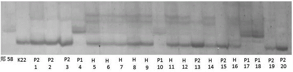 QTL (Quantitative Trait Locus) linked molecular marker for controlling corn female parent haploidy production and application thereof