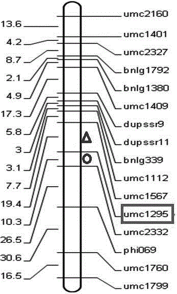 QTL (Quantitative Trait Locus) linked molecular marker for controlling corn female parent haploidy production and application thereof