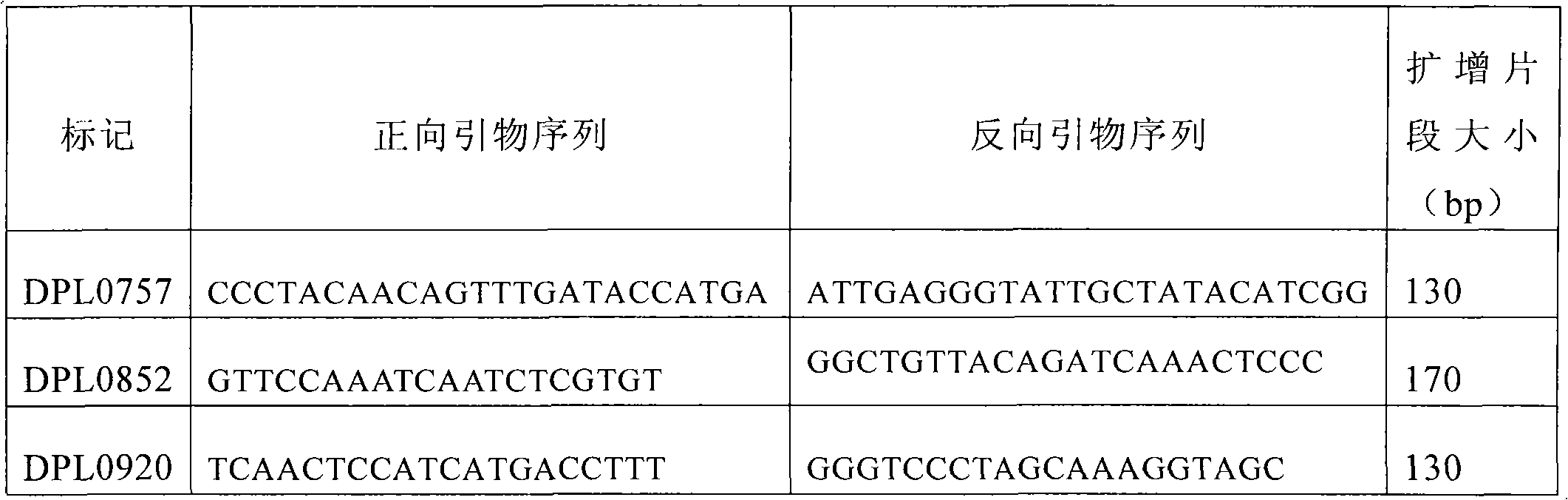 Molecular label from high-quality variety Xinluzao No.24 and relevant with cotton fiber strength