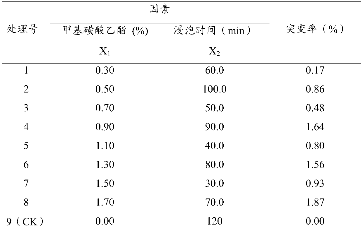 Method for culturing new varieties for inducing mutation of rhizome slice tissues of Aralia elata(Miq)Seem.