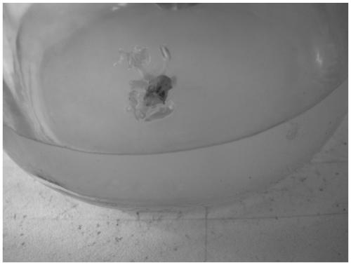 Method for culturing new varieties for inducing mutation of rhizome slice tissues of Aralia elata(Miq)Seem.