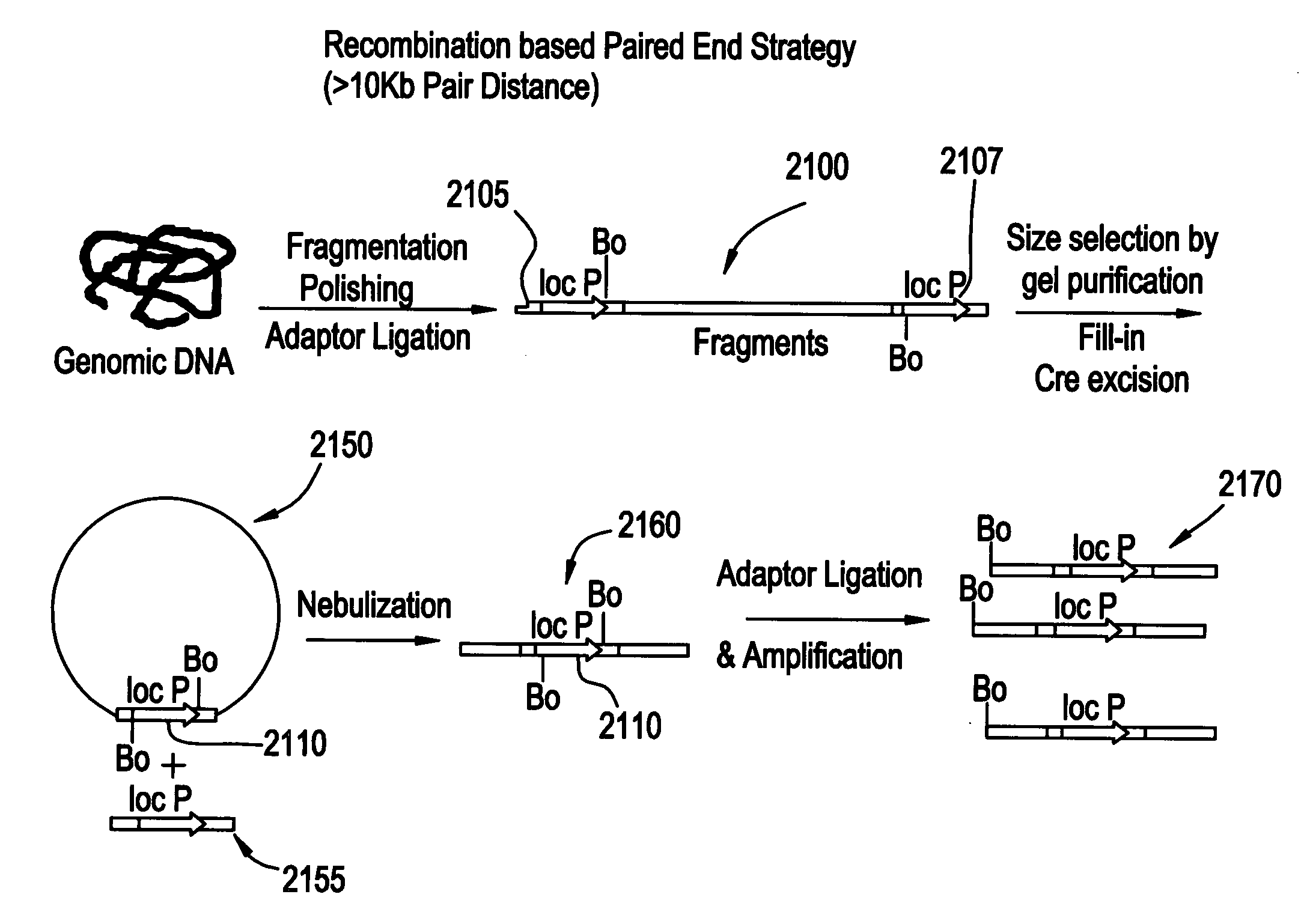 Paired end sequencing