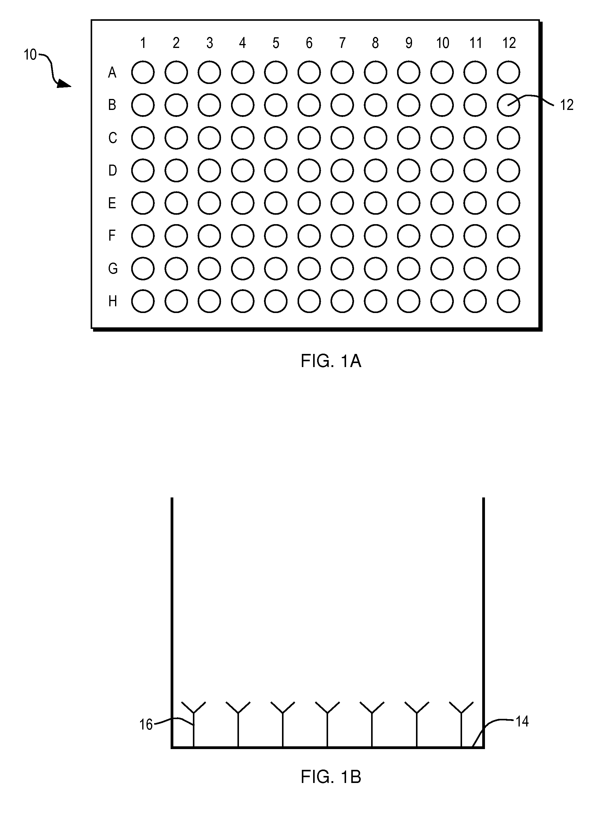 Roundworm coproantigen detection