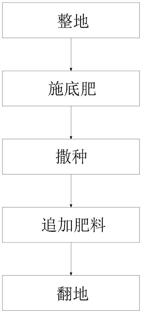 Planting method for increasing the yield of organic rice by using rice and duck co-breeding