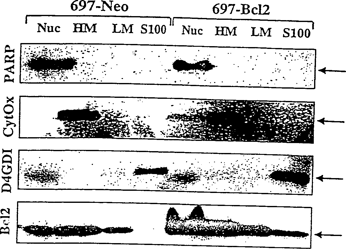 Methods for detecting membrane derived caspase activity and modulators thereof