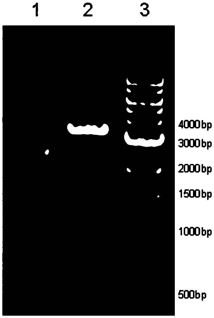 Two staphylococcus aureus protein antigens and preparation method and use thereof