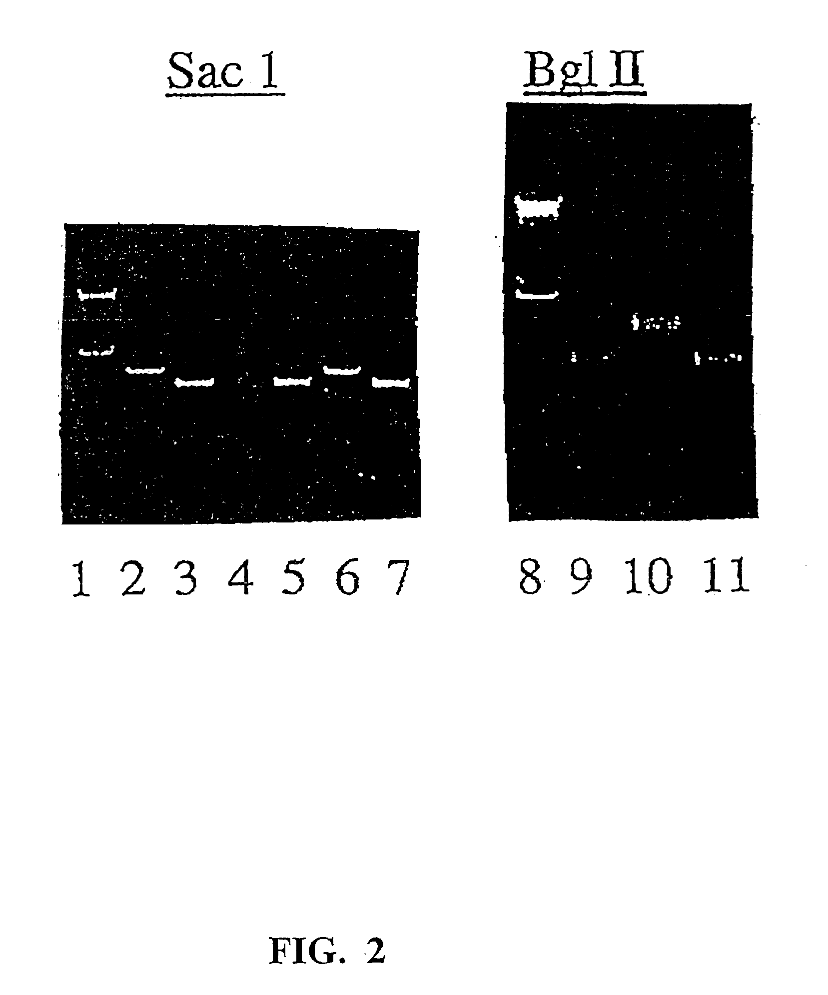 Recombinant parainfluenza virus expression systems and vaccines comprising heterologous antigens derived from metapneumovirus