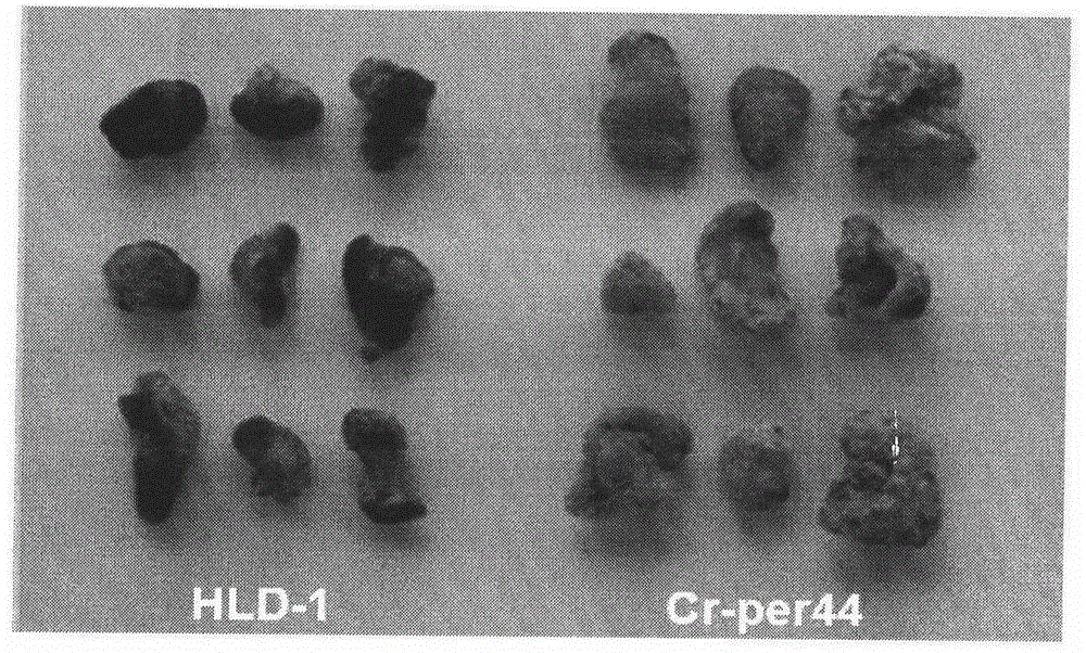 Engineering strain-clonostachys rosea for perilipin gene transfer and application of engineering strain