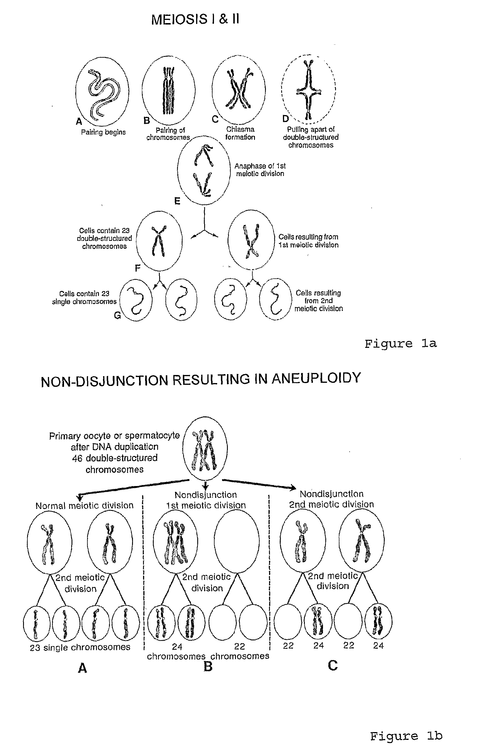 Chromosomal Analysis By Molecular Karyotyping