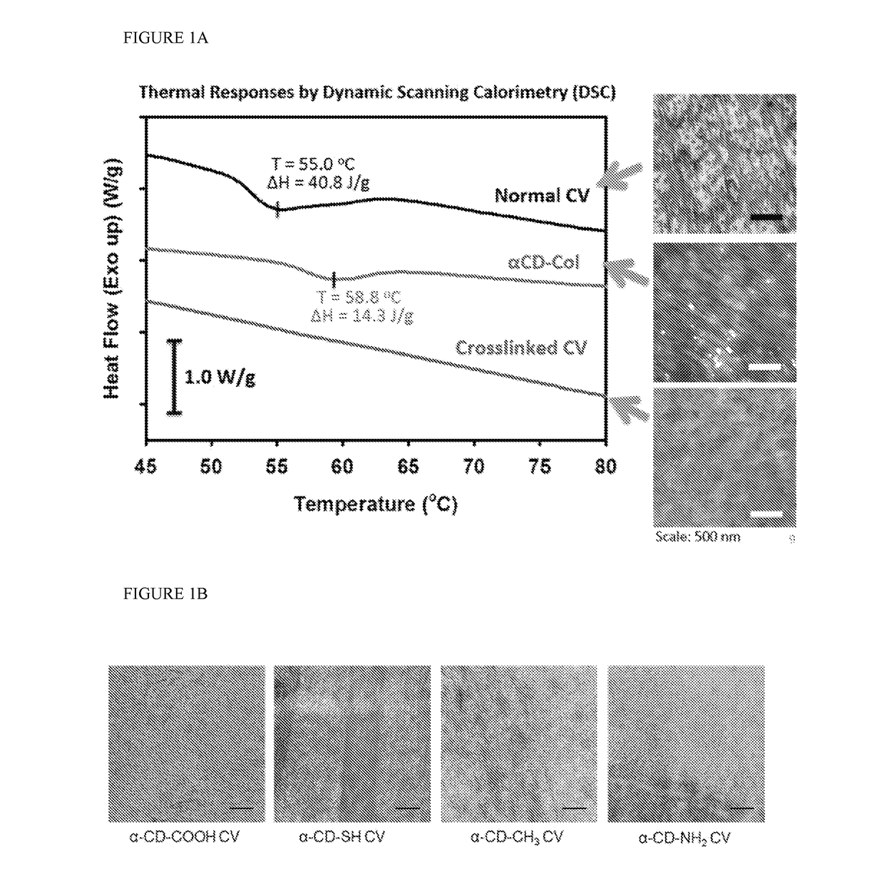 Cornea mimetic biomaterials: vitrified collagen-cyclodextrin implants