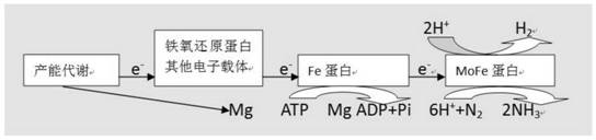 A kind of compound bacterial strain based on hydrogen oxidizing bacteria and culture method thereof