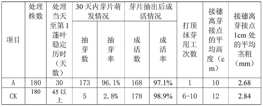 A method for improving the consistency of rubber seedling sprouting growth