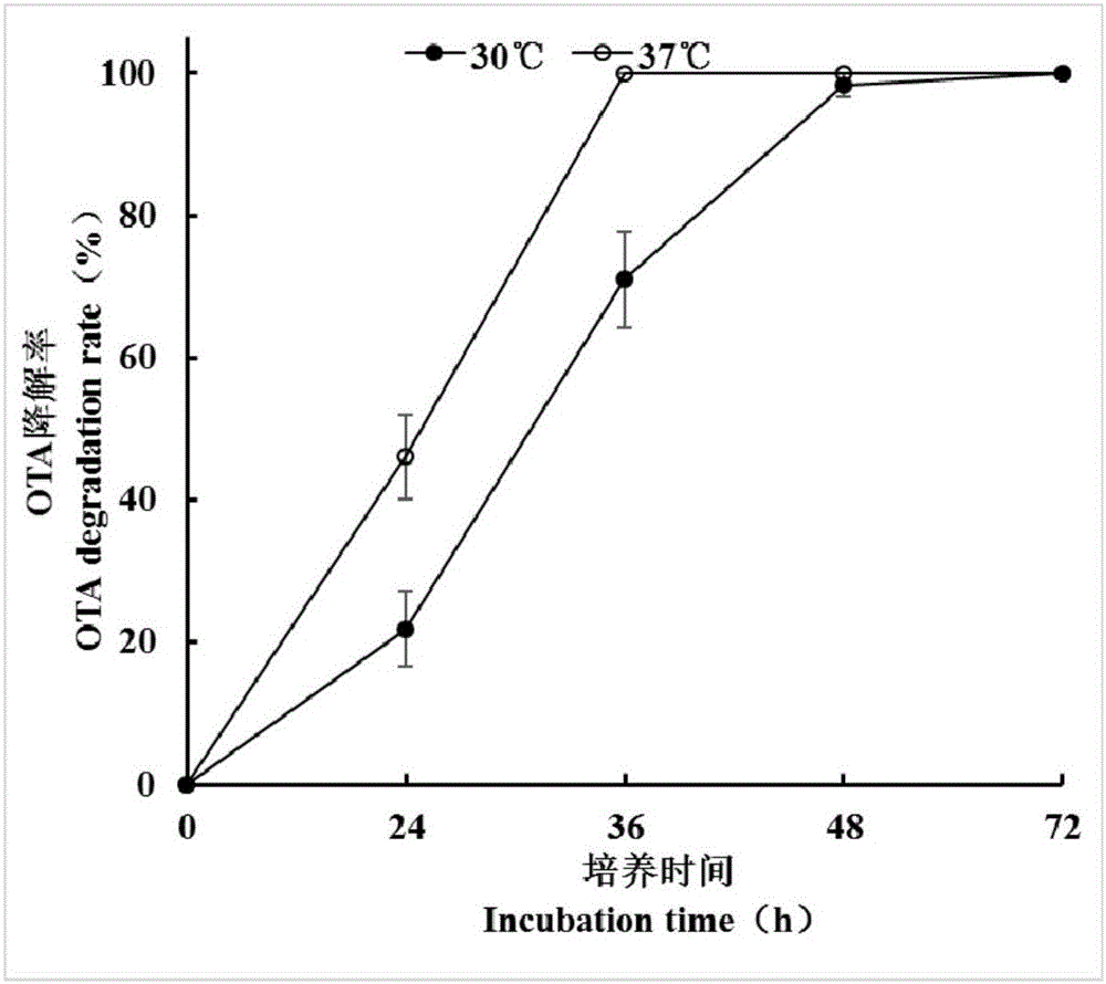 Alcaligenes faecalis and application thereof in degrading ochratoxin A