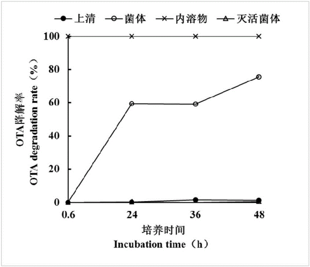 Alcaligenes faecalis and application thereof in degrading ochratoxin A