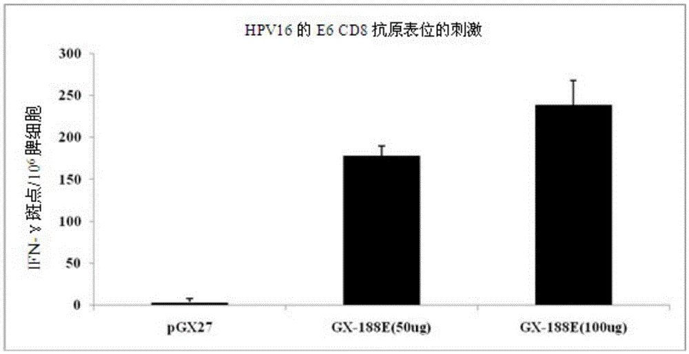 Composition containing human papilloma virus (HPV) plasmodium and immunopotentiator and being used for preventing or treating cervical cancer